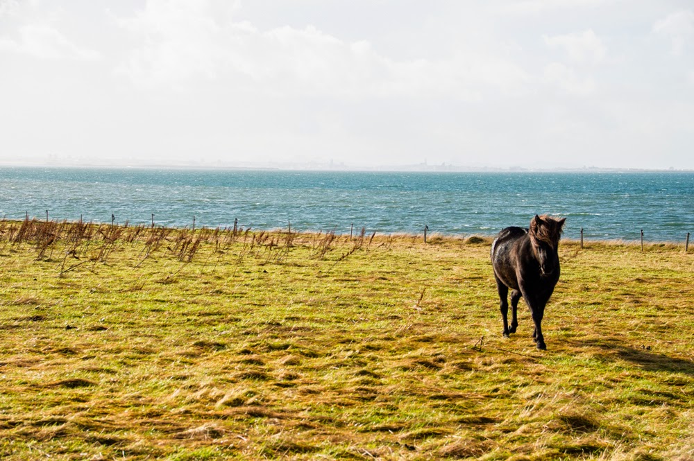 337 | On the Beach :: Iceland, 2014