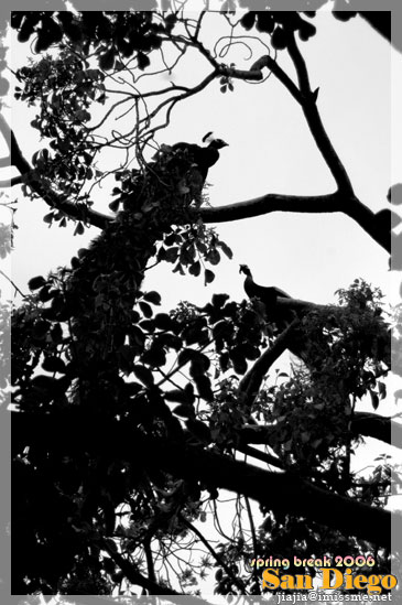 343 | Silhouette :: San Diego, USA, 2006